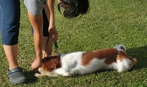 ラブ君の伏せ 市原市犬のしつけ教室 Only Wan オンリー ワン