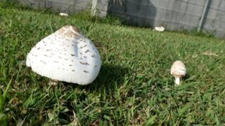 キノコに注意 | 市原市犬のしつけ教室 ONLY WAN（オンリー・ワン）