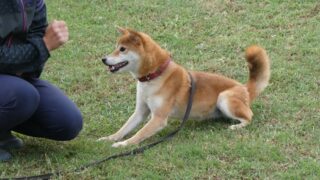 ce74f74353cb703b1ad4f37ade2fbf