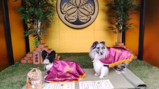 2026・水戸黄門杯 | 市原市犬のしつけ教室 ONLY WAN（オンリー・ワン）